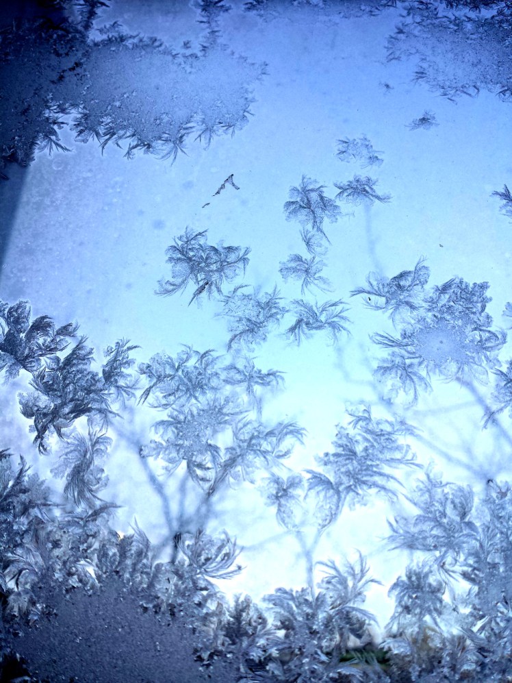 Wordpress scaledice Arecaceae