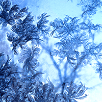 ice-arecaceae-left-200-px